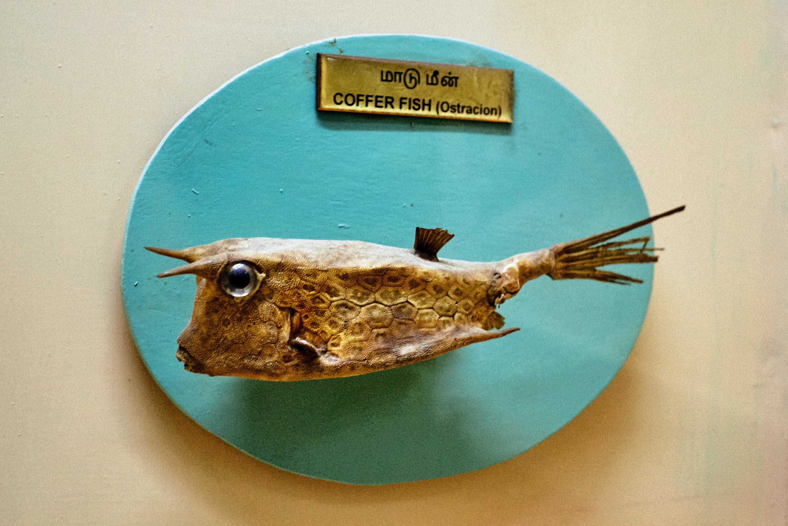 Government Art Museum Chennai